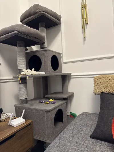 Kedi Evi