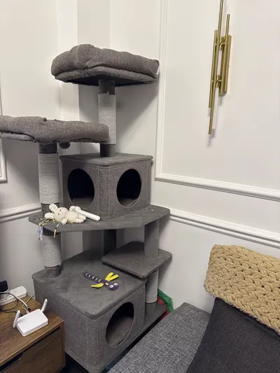 Kedi Evi