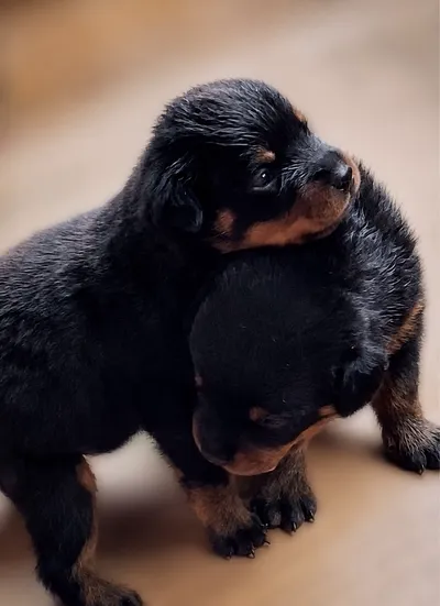 Rottweiler Yavru